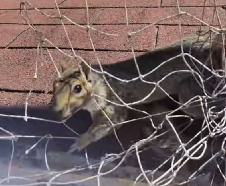 squirrel 