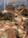 Rescued Baby Squirrels 'Freeze' Every Time Someone Walks In The Room