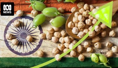 Lucrative Indian chickpea market reopens for Australian farmers with 10 per cent tariff