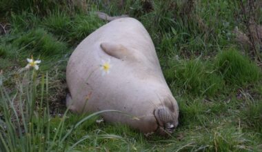 Famous Victoria elephant seal immortalized in humorous children's book