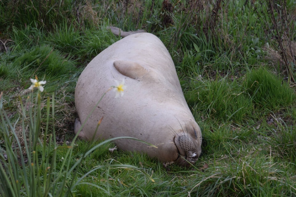 Famous Victoria elephant seal immortalized in humorous children's book