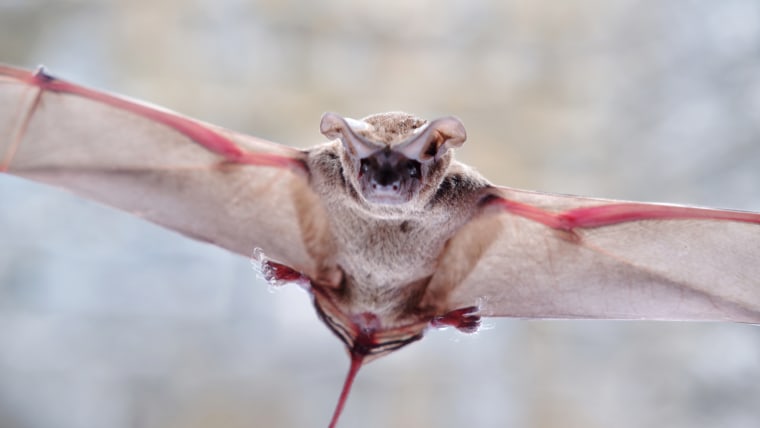 Tadarida brasiliensis known as Mexican free-tailed bat or Brazilian free-tailed bat on isolated white background