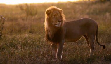 Beloved lion killed by trophy hunter in ‘harrowing echo’ of Cecil the Lion’s death in 2015