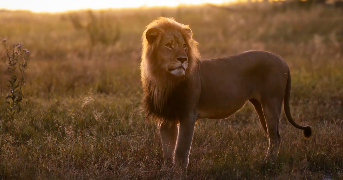 Beloved lion killed by trophy hunter in ‘harrowing echo’ of Cecil the Lion’s death in 2015