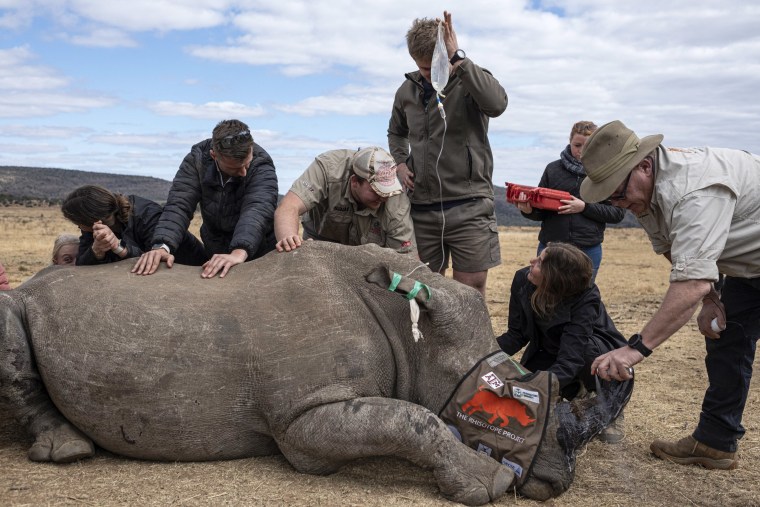 TOPSHOT-SAFRICA-CONSERVATION-ANIMAL