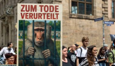 German zoo feeds culled primates to the lions