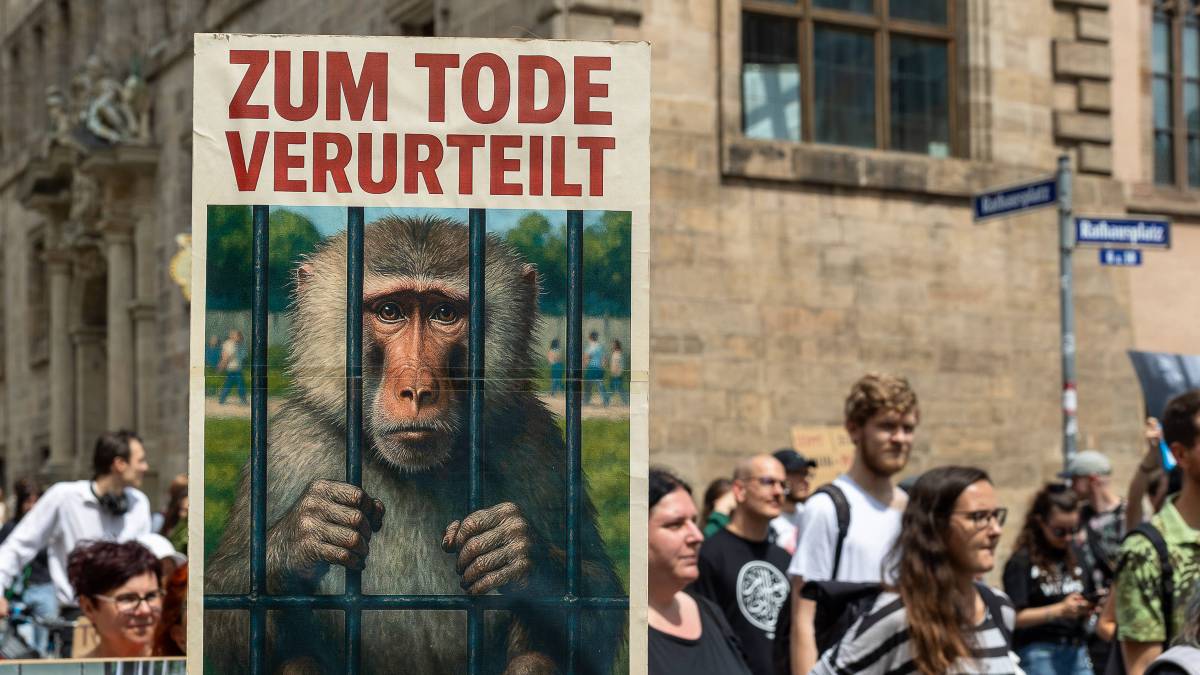 German zoo feeds culled primates to the lions