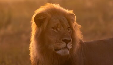 Who killed Blondie? Lion ‘lured from reserve by trophy hunter’