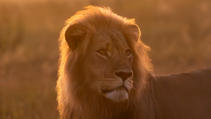 Who killed Blondie? Lion ‘lured from reserve by trophy hunter’