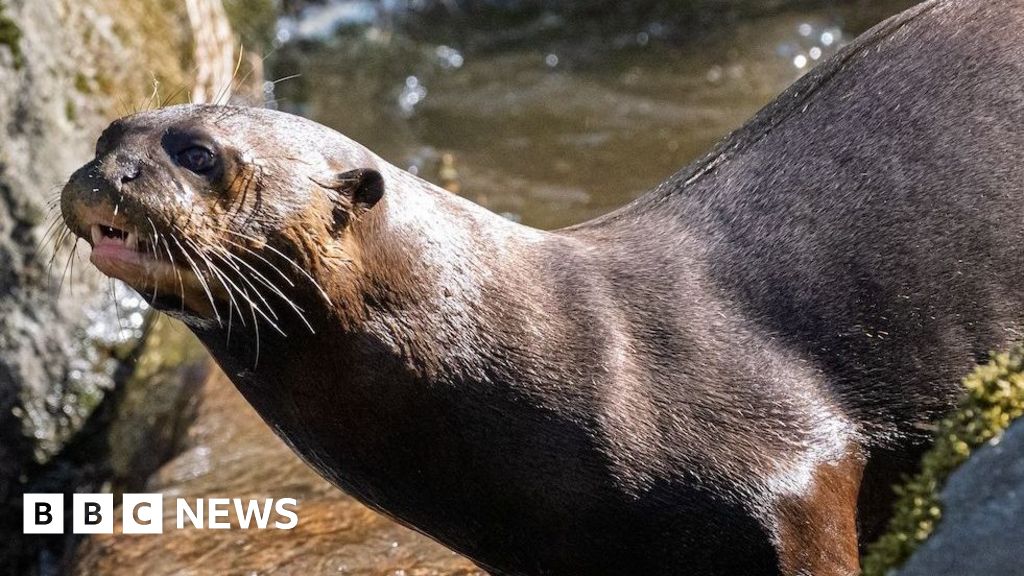 Jersey Zoo welcomes giant otter duo