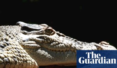 Does Queensland have a crocodile problem or a people problem? | Crocodiles