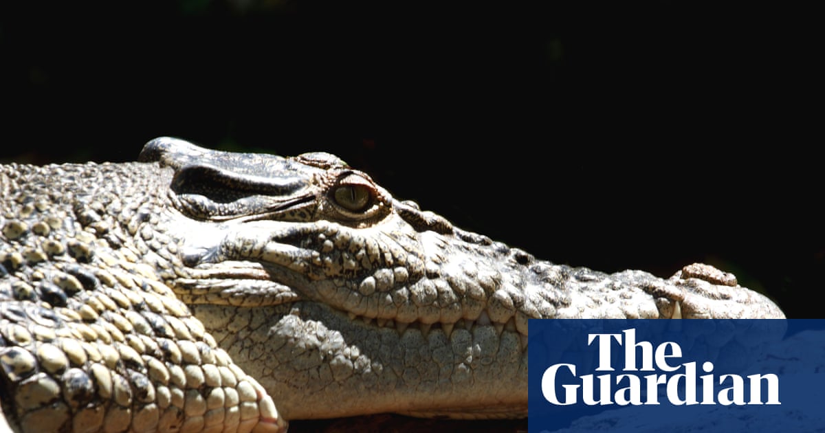 Does Queensland have a crocodile problem or a people problem? | Crocodiles
