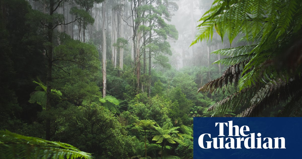 In the Green Heart by Richard Lloyd Parry review – neocolonial jungle fever | Fiction