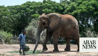 Jumbo journey as Indian elephant set to return home