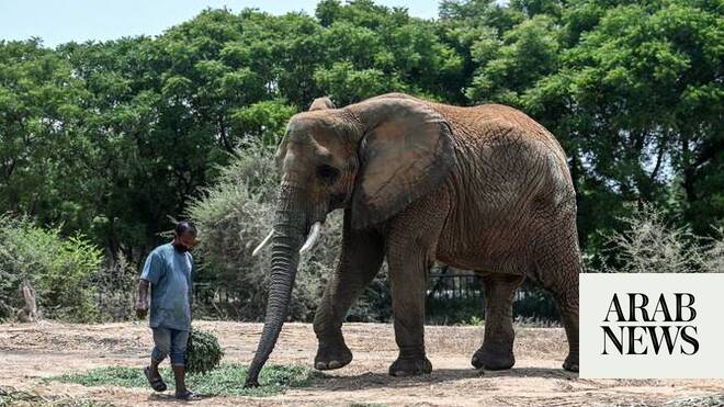Jumbo journey as Indian elephant set to return home