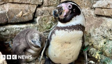 Meet Twinnie – the penguin super mum with a toy-boy partner