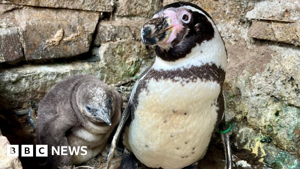 Meet Twinnie – the penguin super mum with a toy-boy partner