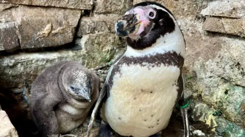 East Riding of Yorkshire Council An adult penguin with a black chest stripe and a green tag on its flipper stands beside a fluffy brown chick. They are on a rocky surface with pebbles next to a stone background.