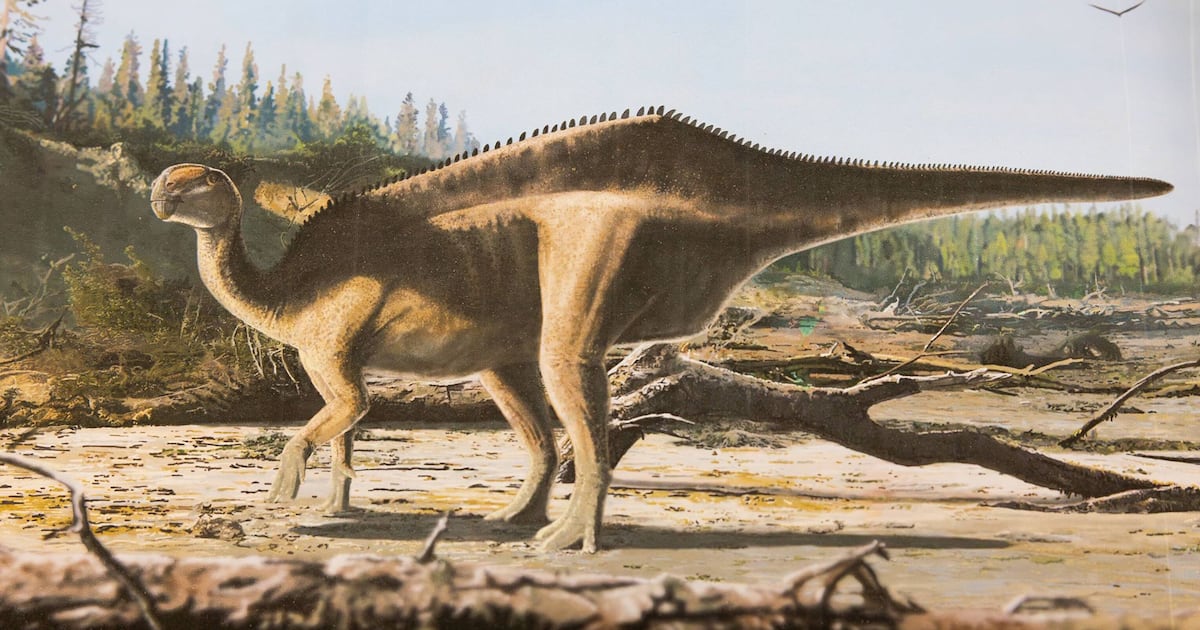 New dinosaur species discovered: Istiorachis macarthurae