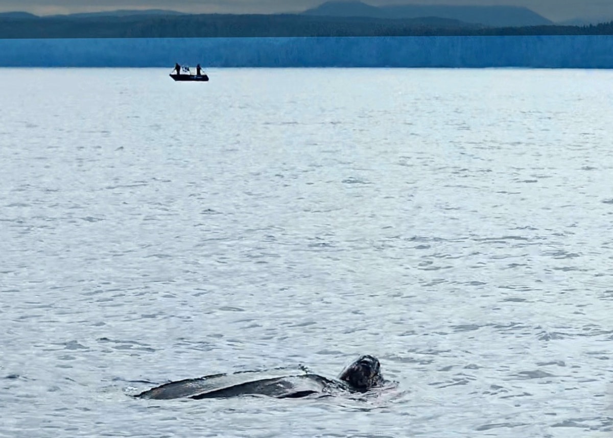 Rare leatherback sea turtle spotted near Haida Gwaii