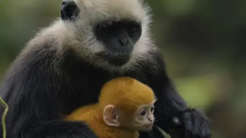 BBC/Silverback Films A white headed langur mother and infant portrait