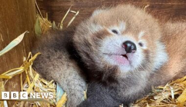 Banham Zoo in Norfolk unveils 'truly special' red panda cubs