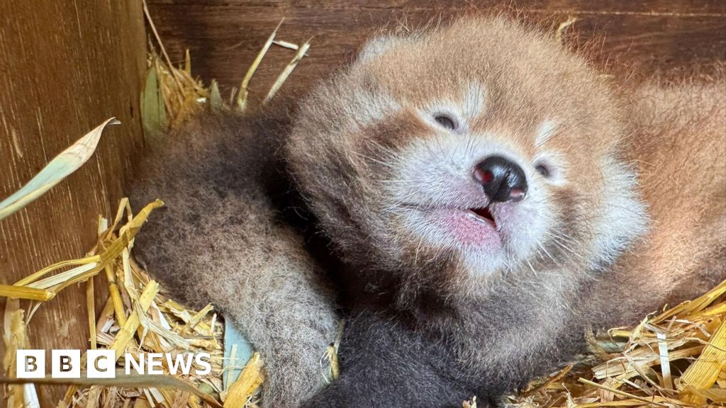 Banham Zoo in Norfolk unveils 'truly special' red panda cubs