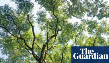 The Genius of Trees by Harriet Rix review – how trees rule the world | Science and nature books