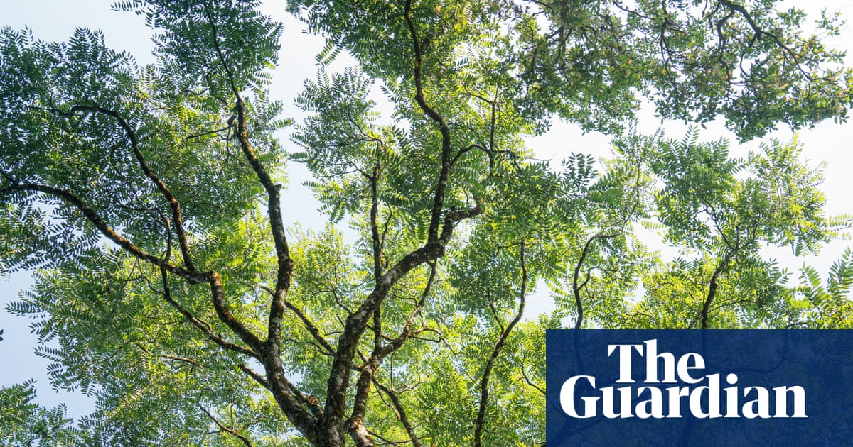The Genius of Trees by Harriet Rix review – how trees rule the world | Science and nature books