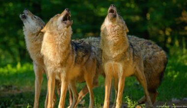 Wolf numbers on rise in much of country – DW – 08/01/2025