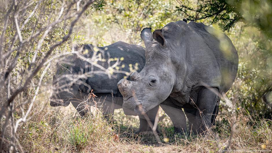 Latest rhino count a mixed bag for world's five species – DW – 08/08/2025