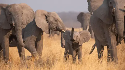 BBC/Silverback Films/Jeff Wilson A curious elephant calf smells the air in the dry plains of the Kalahari, Botswana.