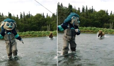 Seattle Kraken Mascot Buoy Survives Charging Real-Life Grizzly in Harrowing Video