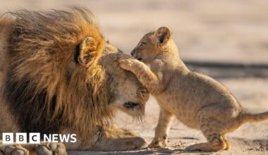 Sir David Attenborough gives 'family feels' in new BBC show