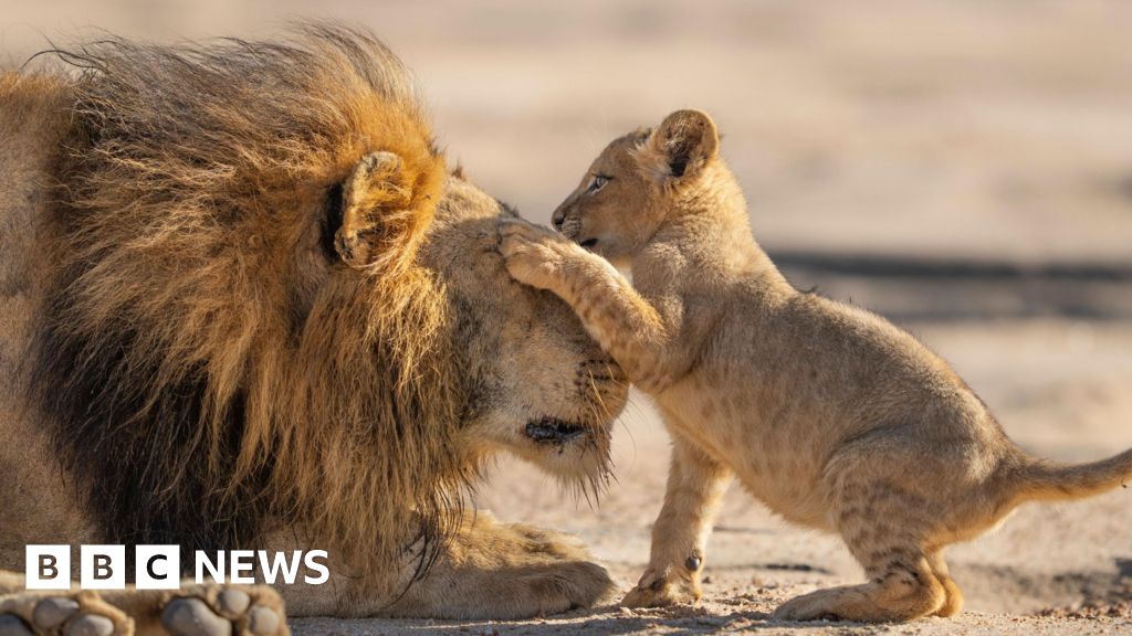 Sir David Attenborough gives 'family feels' in new BBC show