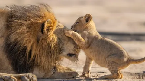 BBC/Silverback Films/Russ Maclaughlin A father lion patiently playing with his young cub