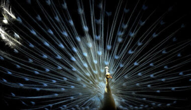 Peacocks have built-in laser systems in their feathers