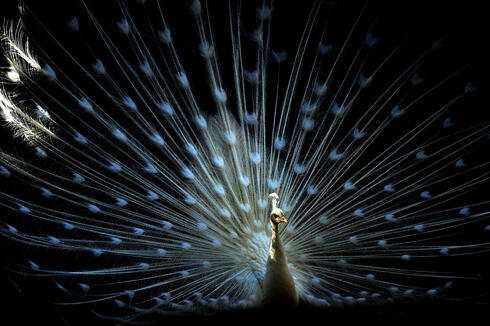 Peacocks have built-in laser systems in their feathers