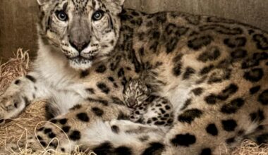 Aw! New snow leopard cub makes debut at Michigan zoo, ‘doing well’ with mom