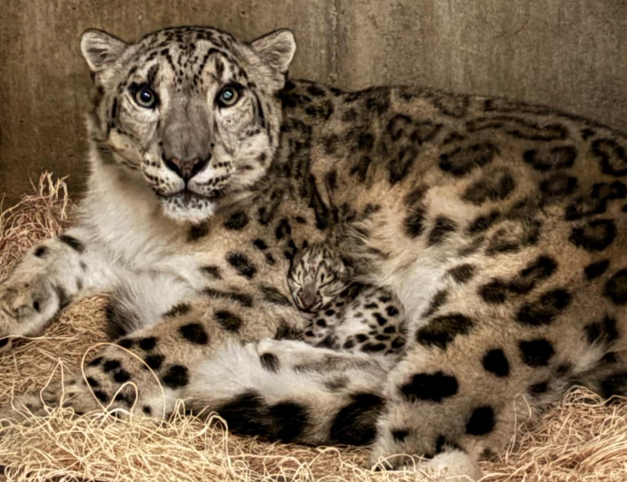 Aw! New snow leopard cub makes debut at Michigan zoo, ‘doing well’ with mom