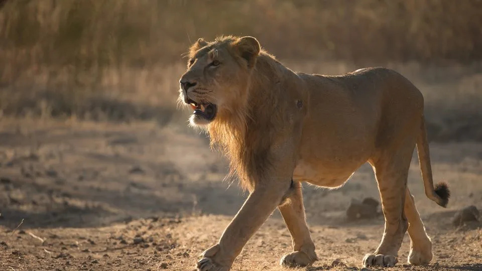 Asiatic lions sport an unmistakable dark mane and unique folds of skin along their bellies - Robin C Hamilton