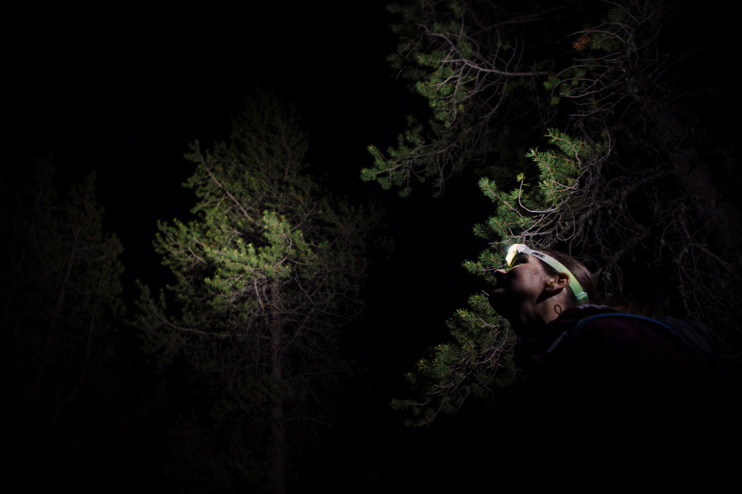 A hiker with a headlamp shines light on coniferous trees in the darkness