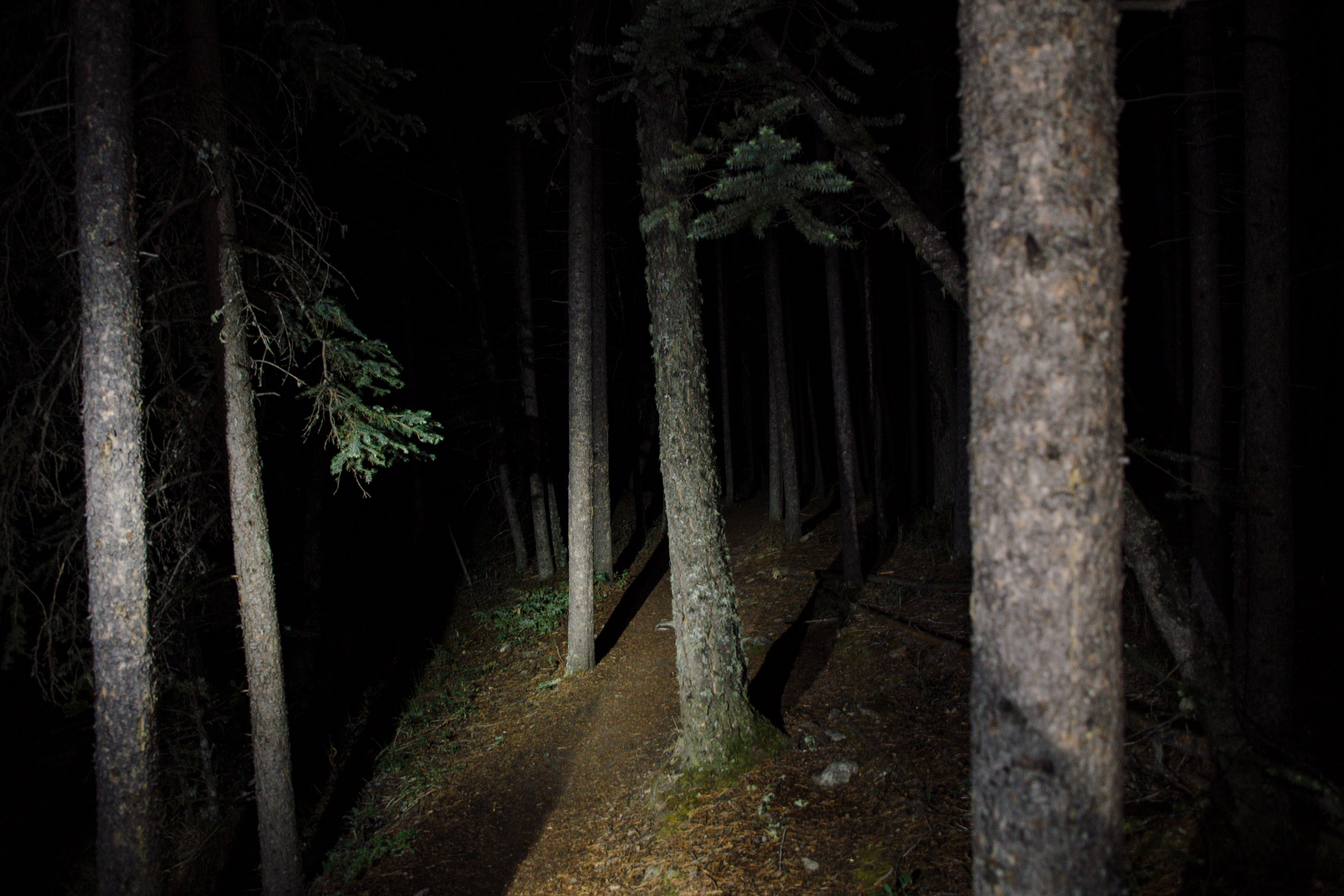 A forest trail lit by head-lamps in Canmore, Alberta
