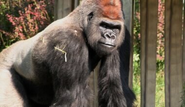 2 gorillas at Toronto Zoo injured