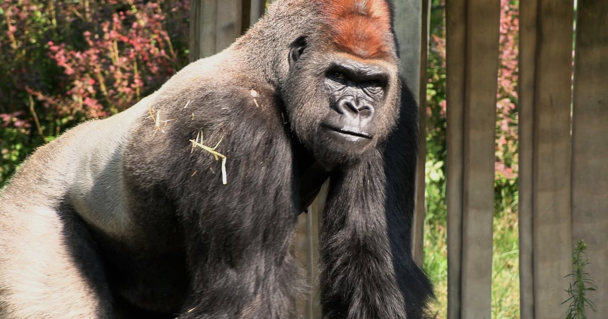 2 gorillas at Toronto Zoo injured