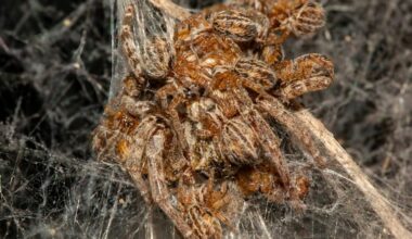 “Her hungry spiderlings descend en masse to their mother’s dinner table… only this time, she is the main course”