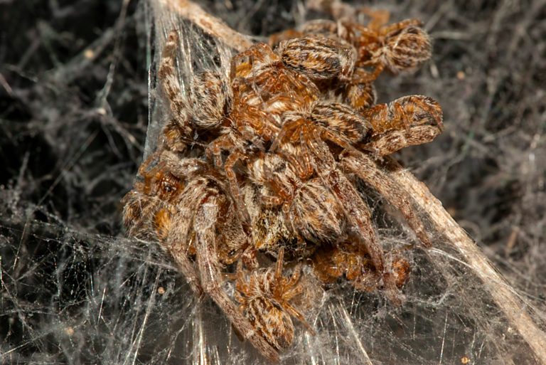 “Her hungry spiderlings descend en masse to their mother’s dinner table… only this time, she is the main course”