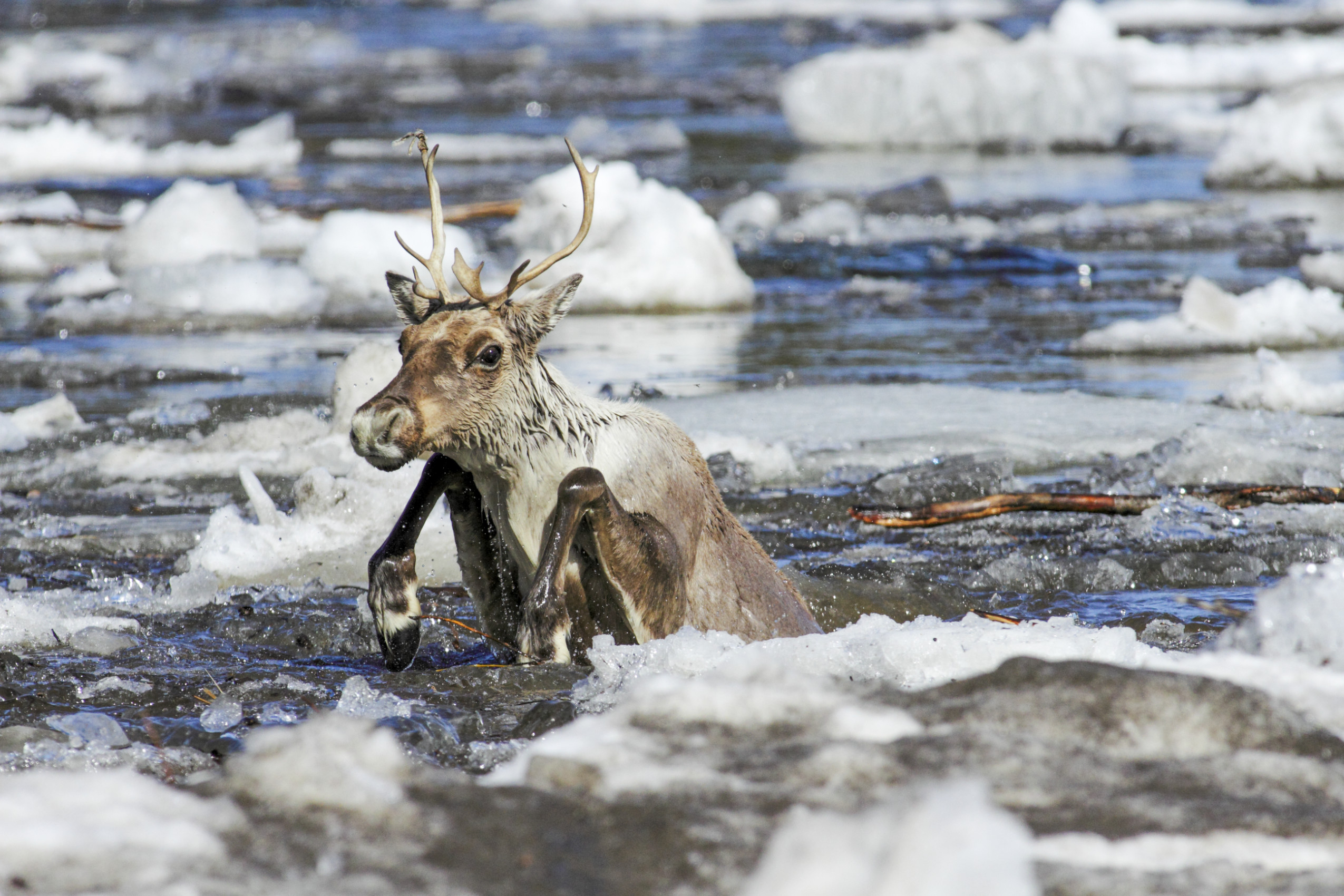 A caribou raises its front hooves out of the water as it swims across a river strewn with ice chunks.