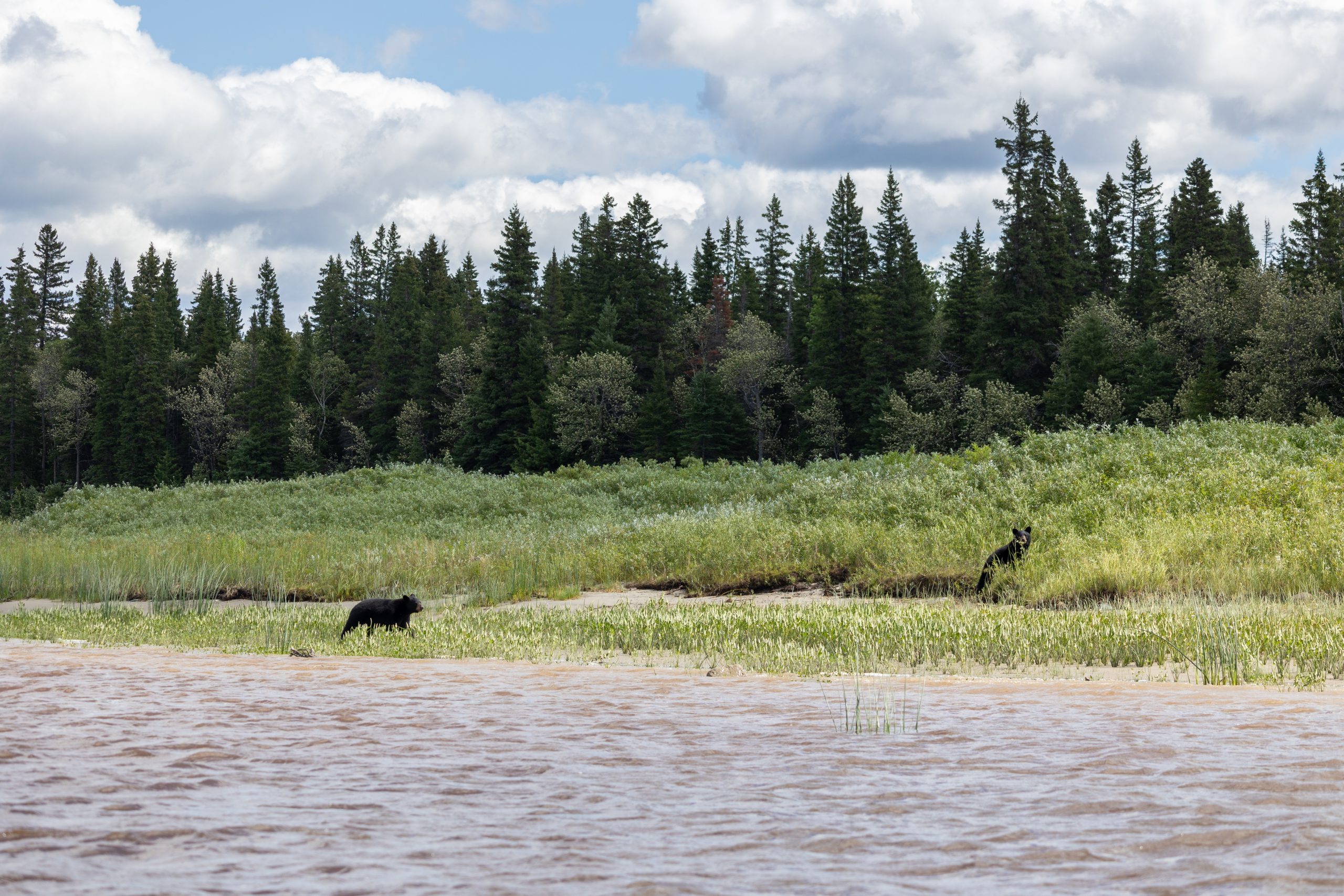 Two bears walk along a river