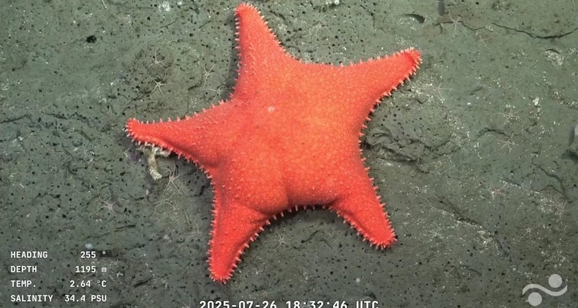 an image of a starfish with a chubby, human-like